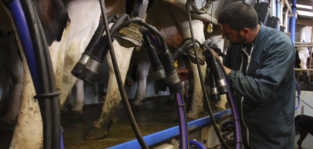 Innowacje lepszą drogą do mleczarstwa?