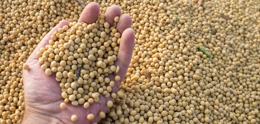 Pełnotłuste nasiona soi w żywieniu zwierząt