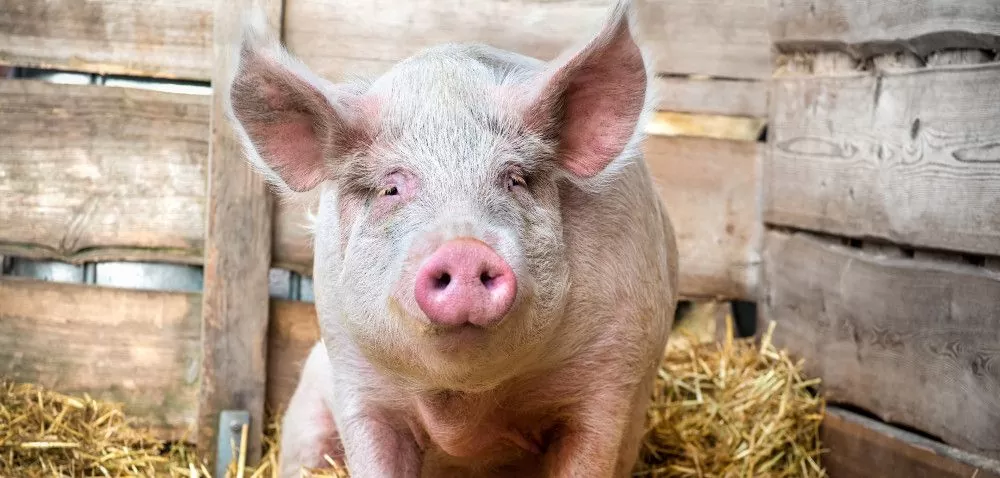 Program świnia plus – hodowcy nie chcą dopłat?