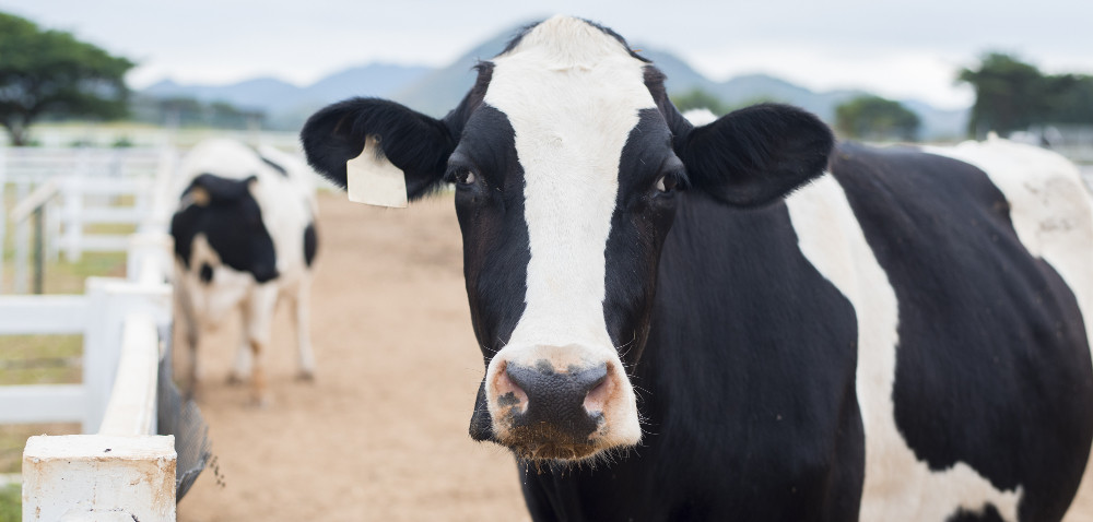 Witaminy grupy B w żywieniu bydła mlecznego i ich znaczenie