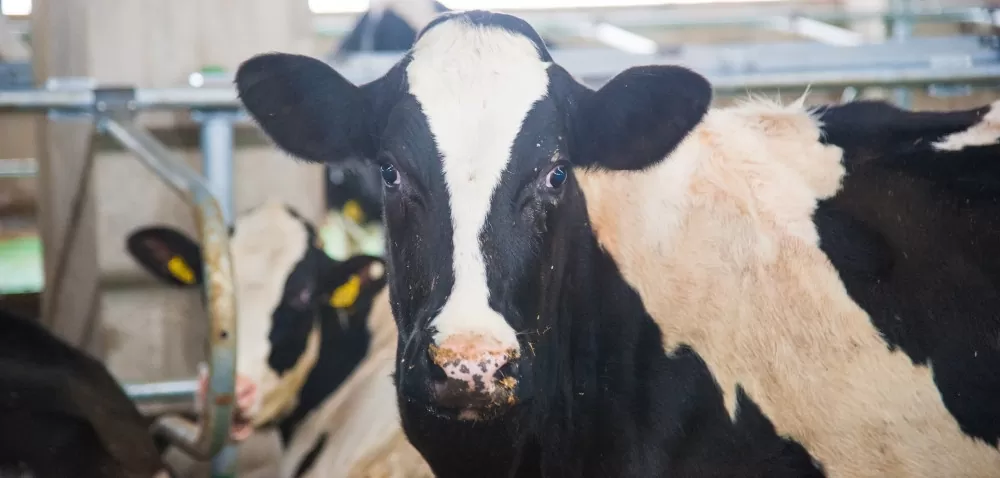 Co powoduje brak apetytu u krowy mlecznej?