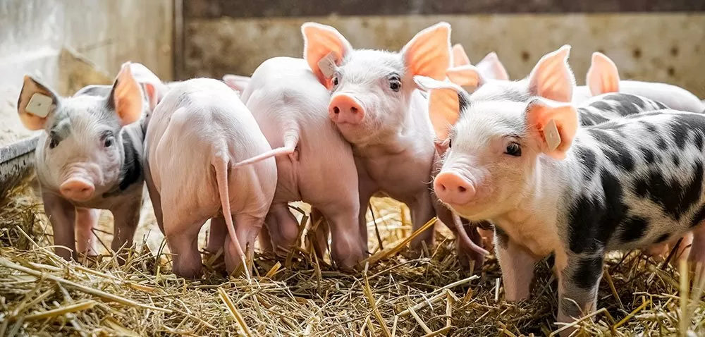 Obcinanie ogonów u świń – Czy nadal jest aktualne?