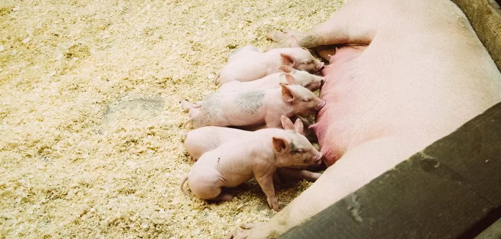 Właściwa inseminacja podstawą rozrodu w stadzie świń