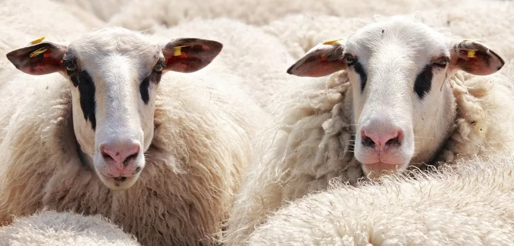Stanówka owiec – przygotowanie zwierząt