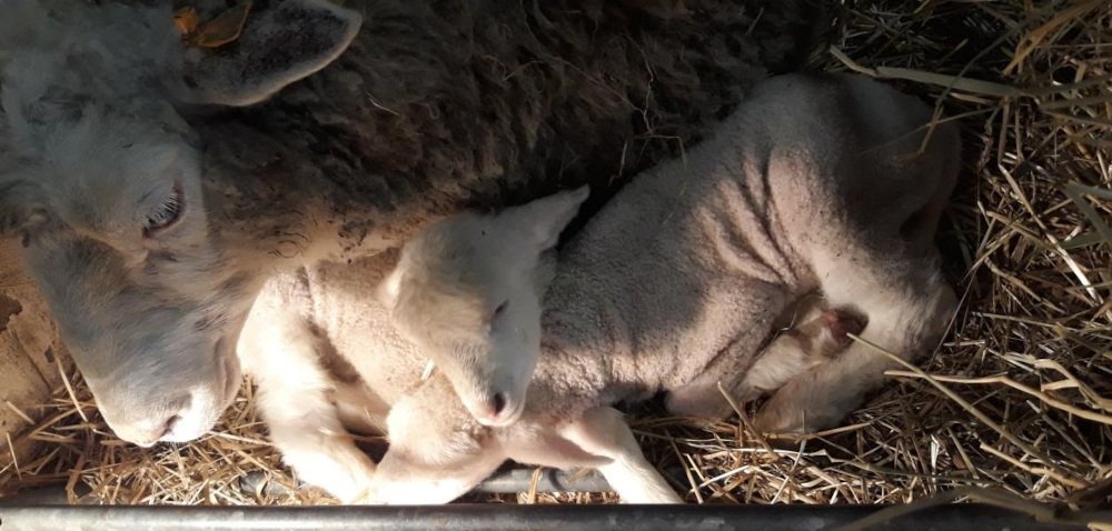 Wykoty owiec – postępowanie z owcą i jagnięciem