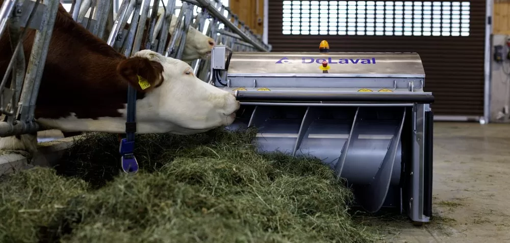 Jak zwiększyć pobranie suchej masy przez krowy?