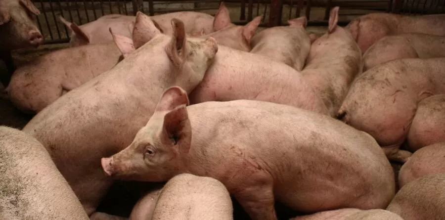 Żywienie świń na mokro, czy na sucho, czy jeszcze inaczej?