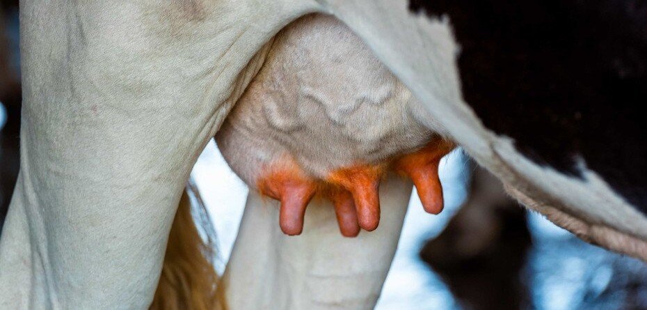 Profilaktyka mastitis, czyli bitwa z bolączką krów mlecznych