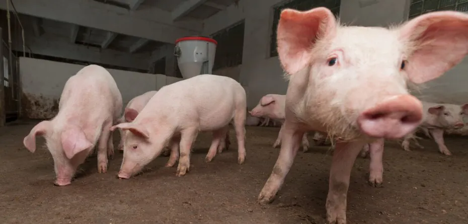 Wzrok świni a organizacja produkcji trzody chlewnej